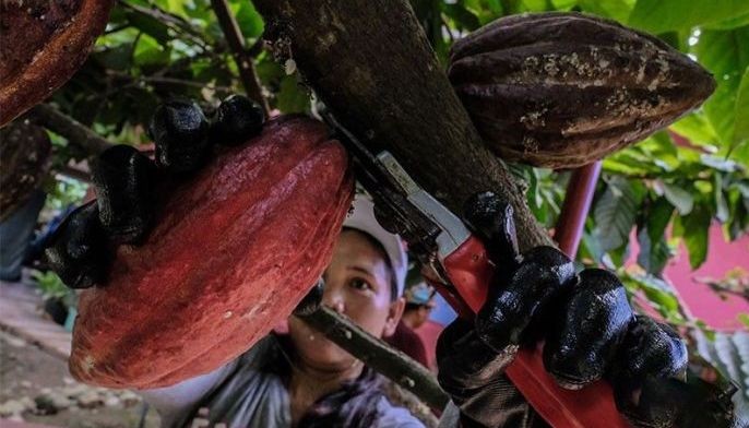 Chocoholics bite bitter truth as cocoa prices soar