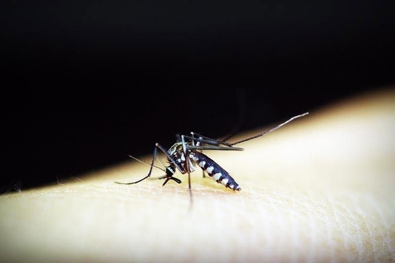 Dengue cases up 30%