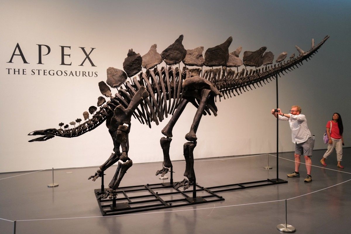 Dinosaur skeleton breaks auction record with P2.6 billion sale in New York