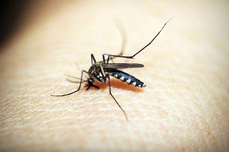 Dengue cases up 17.7 percent in Negros Occidental