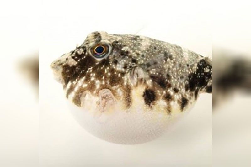 2 die, 3 hospitalized after eating puffer fish