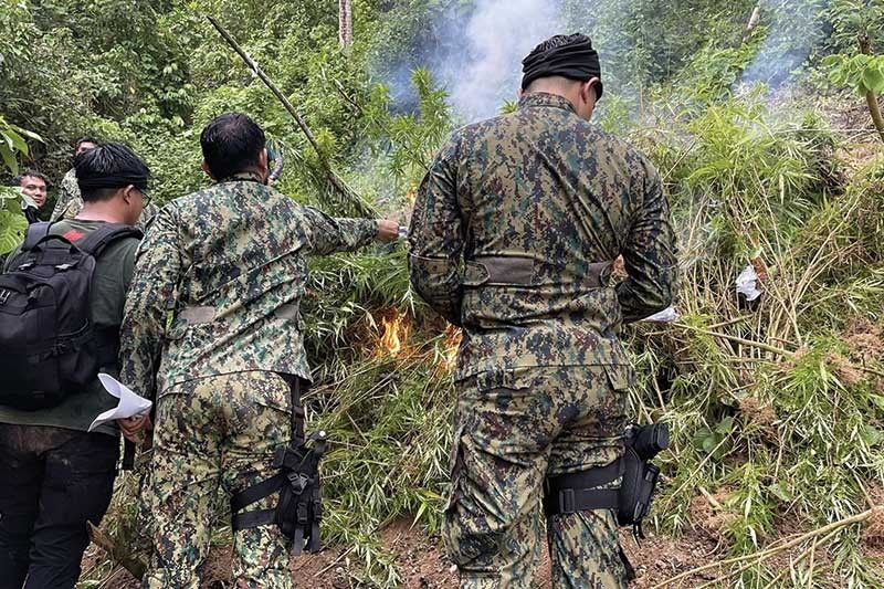 Plantasyon sa marijuana gironda