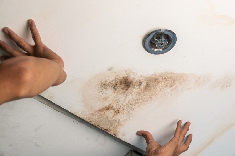 Home allergies persisting? It could be the mold lurking in your walls and ceiling