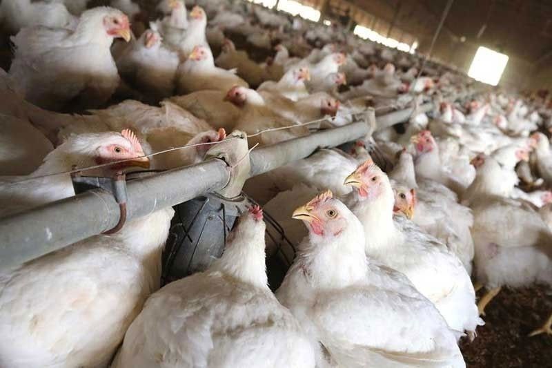 DA lifts import ban on Japanese poultry