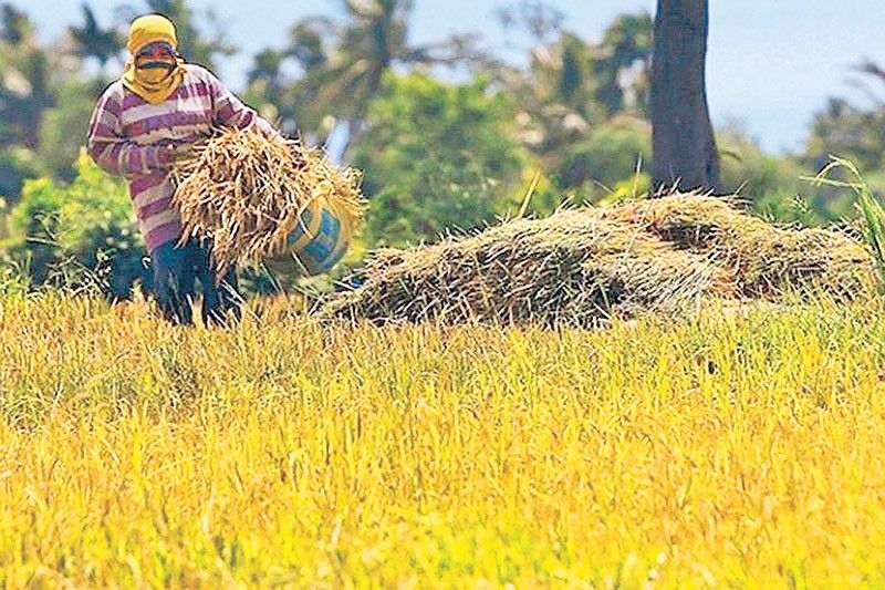 El NiÃ±o cuts palay output by 5% in H1