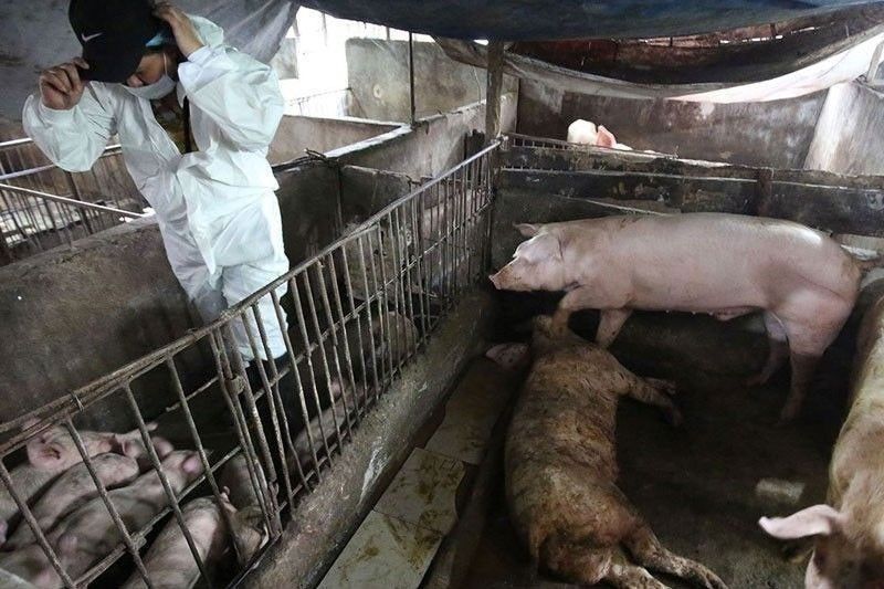 Pork supply stable despite Batangas ASF outbreak â�� Department of Agriculture