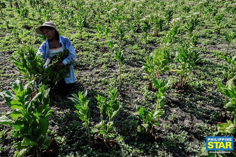 Agriculture, forestry sector suffer loss of 916,000 workers in June