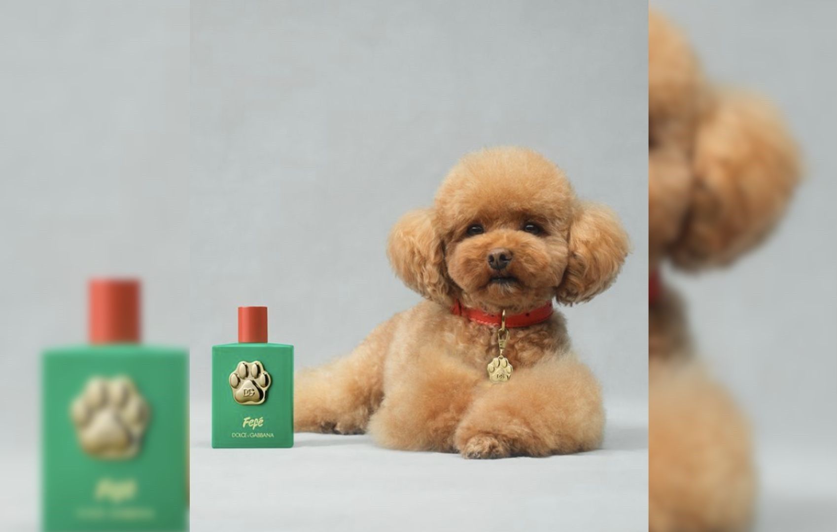 Dolce & Gabbana launches P6,200 dog perfume with free collar