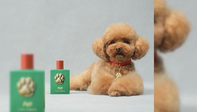 Dolce Gabbana launches P6 200 dog perfume with free collar Philstar