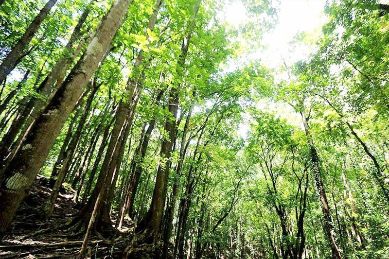 DENR targets 3 million hectares of forest cover by 2028