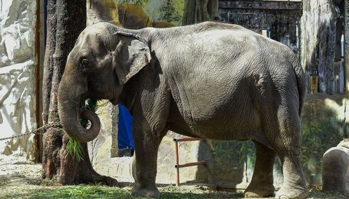PAWS: Not another Mali, please
