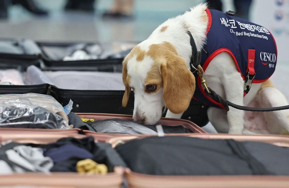 South Korean sniffer dog searches for post-Olympic bedbugs