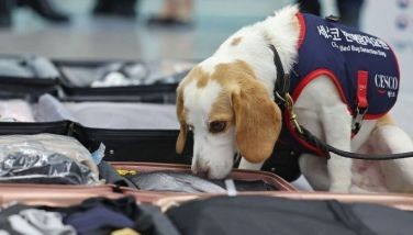 South Korean sniffer dog searches for post-Olympic bedbugs