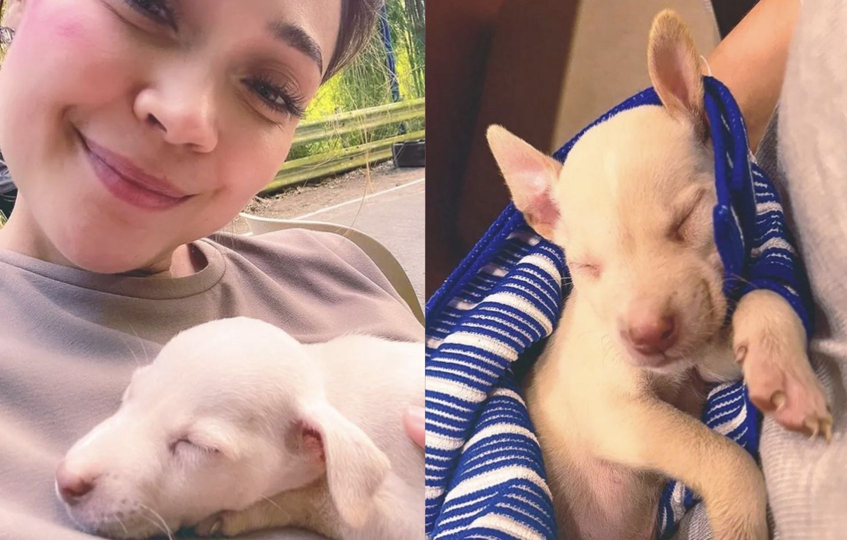 'Adopt don't shop': Jodi Sta. Maria promotes spaying, neutering, adopting strays