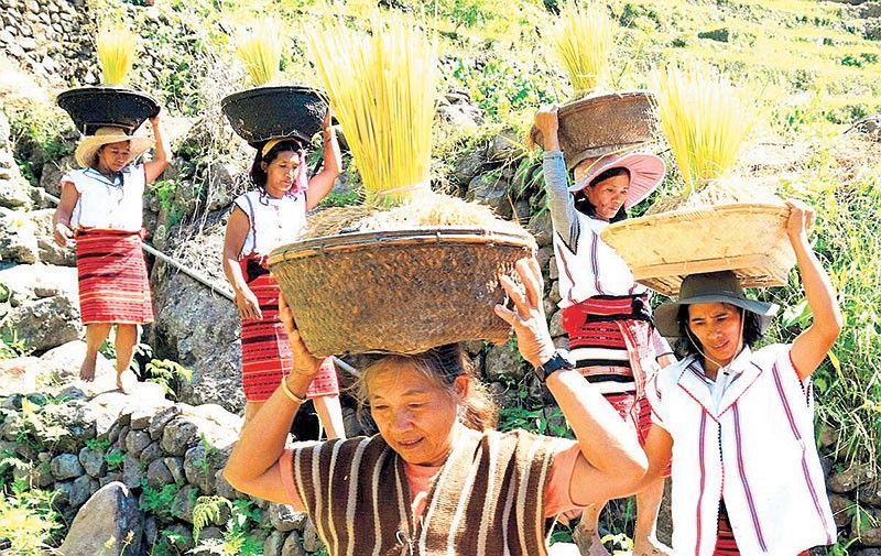 Banaue farming village keeps rice harvest tradition alive | Philstar.com