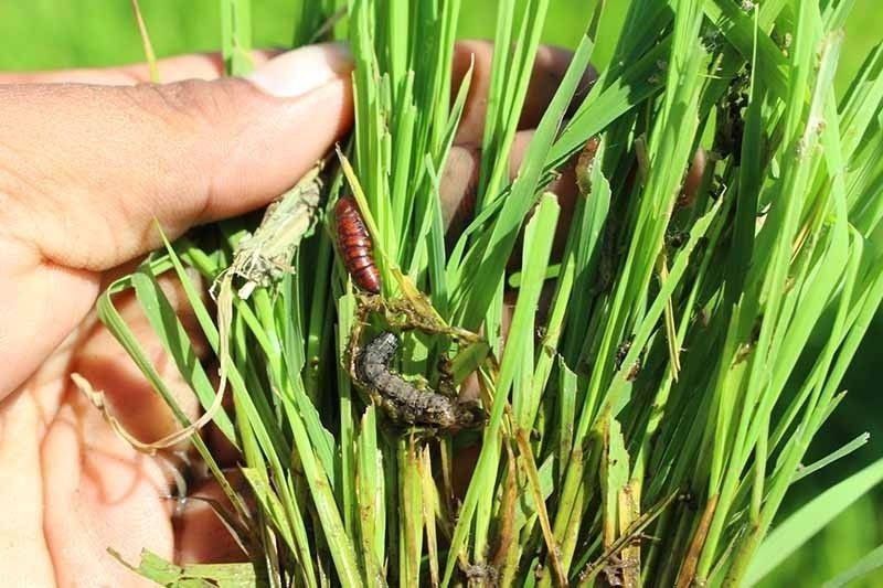 Armyworm damage in Western Visayas hits P57 million