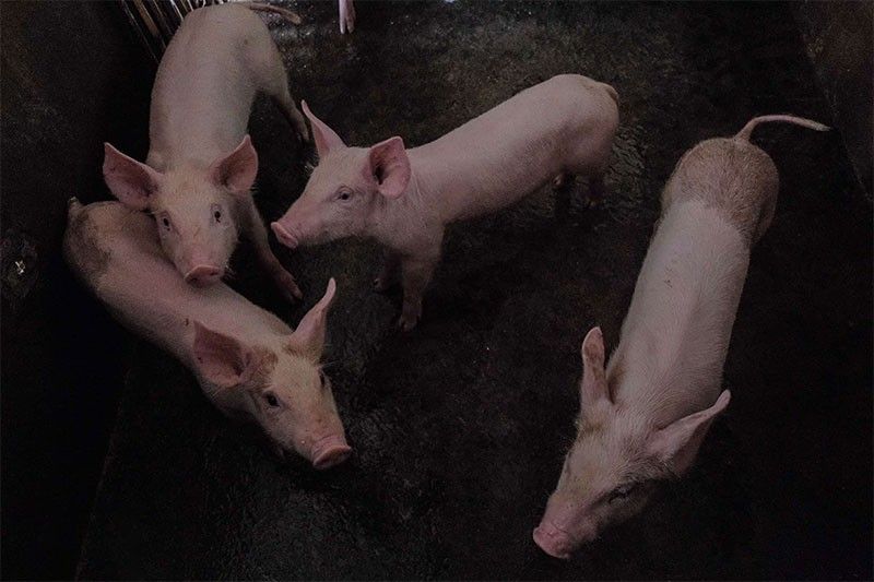 Pigs intercepted in Valenzuela test positive for ASF â�� DA