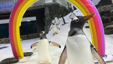 Australian penguin dies, ending famous 'same-sex power couple'