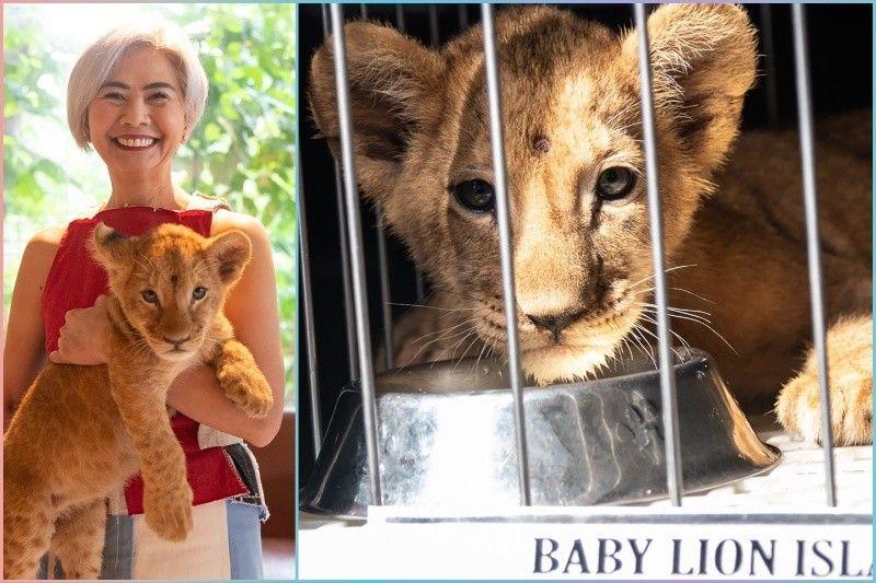 PETA: Isla should not be imprisoned in Manila Zoo