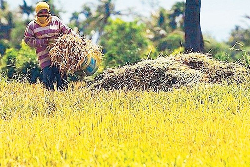 Palay output seen flat this year