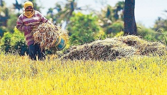 Palay output seen flat this year