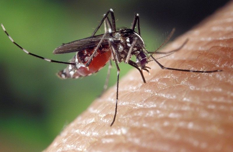 Patient dies from rare mosquito-borne disease in US