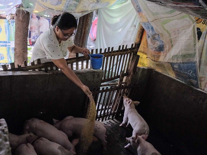 Vietnam to send its swine fever vaccine to Philippines