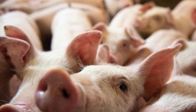 Hog farmgate prices drop due to ASF scare