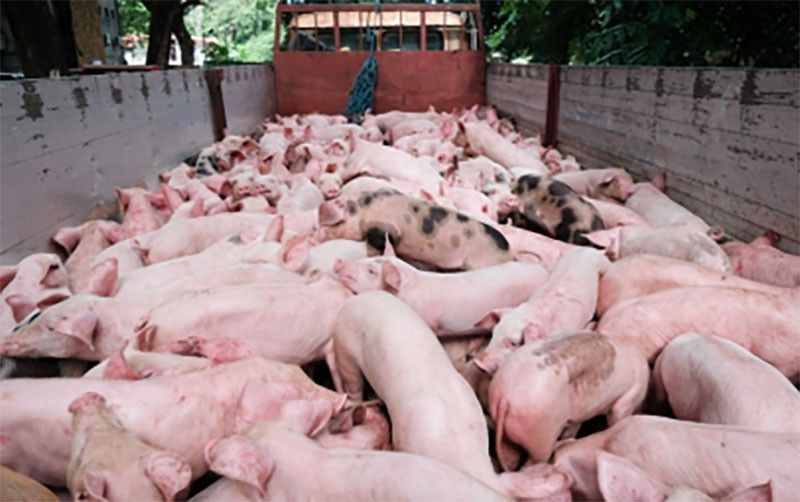 Farmersâ�� group opposes mass vaccination of hogs vs ASF