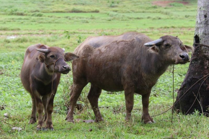 Scientists: Philippine native carabao, riverine buffalo are 'distinct species'