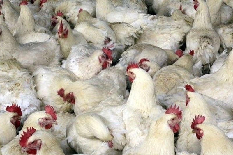 UK keen on shipping more poultry to Philippines