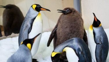 Hefty Australian penguin chick 'Pesto' becomes star