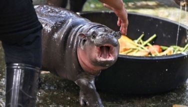 Viral pygmy hippo Moo Deng proves cash cow for Thai zoo