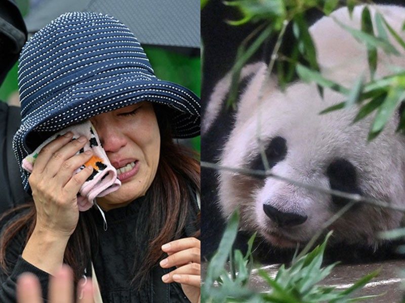 Thousands bid farewell to Tokyo zoo pandas before return to China