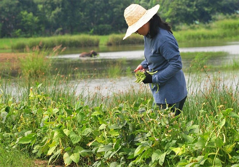 Marcos condones farmersâ�� debts