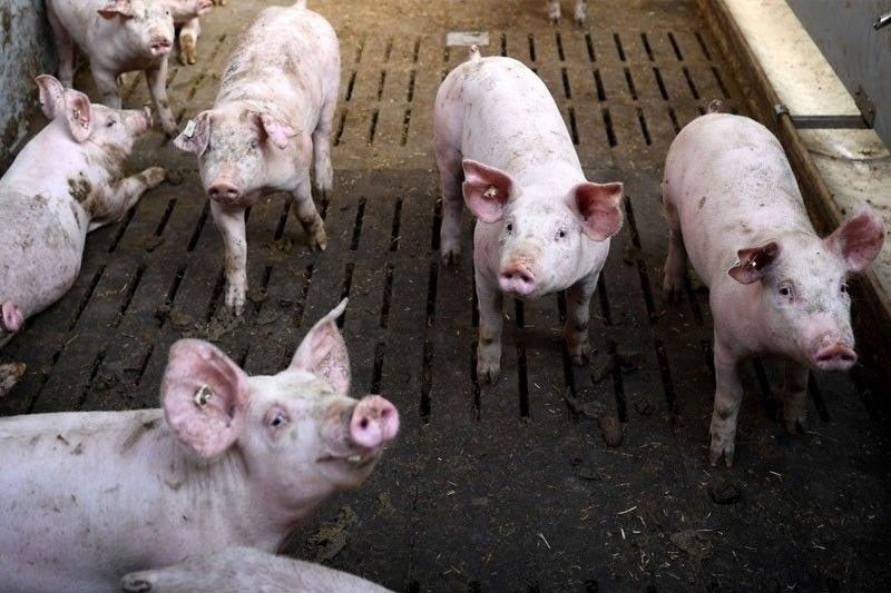 DA: Pork consumption improves as ASF scare wanes