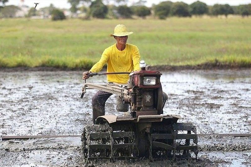 DA hikes inbred seed allocation for farmers