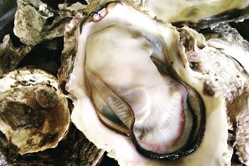 BFAR shells out P3.8M for oyster farming