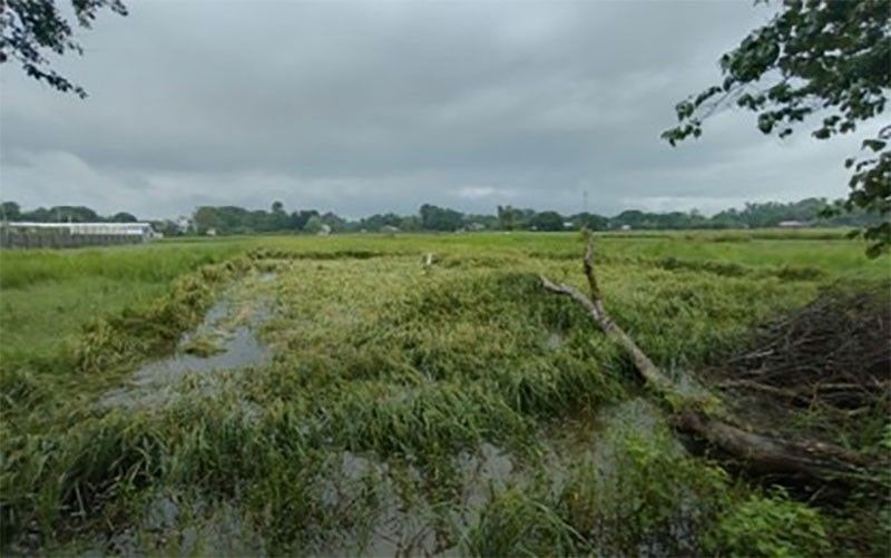 Typhoon-hit farmers receive P10,000 in crop insurance