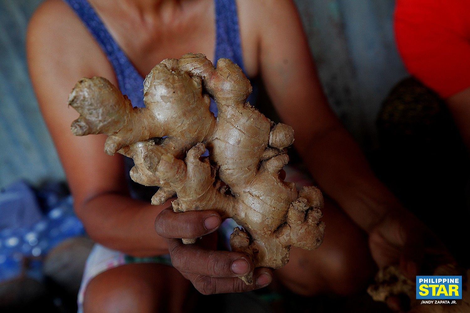 Retail price of ginger hits P350/kilo