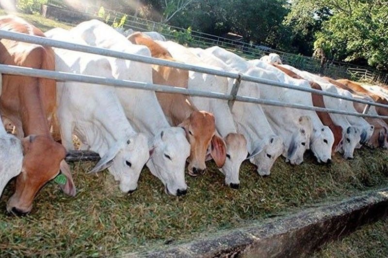 NDA eyes new funding from US to beef up local dairy herd