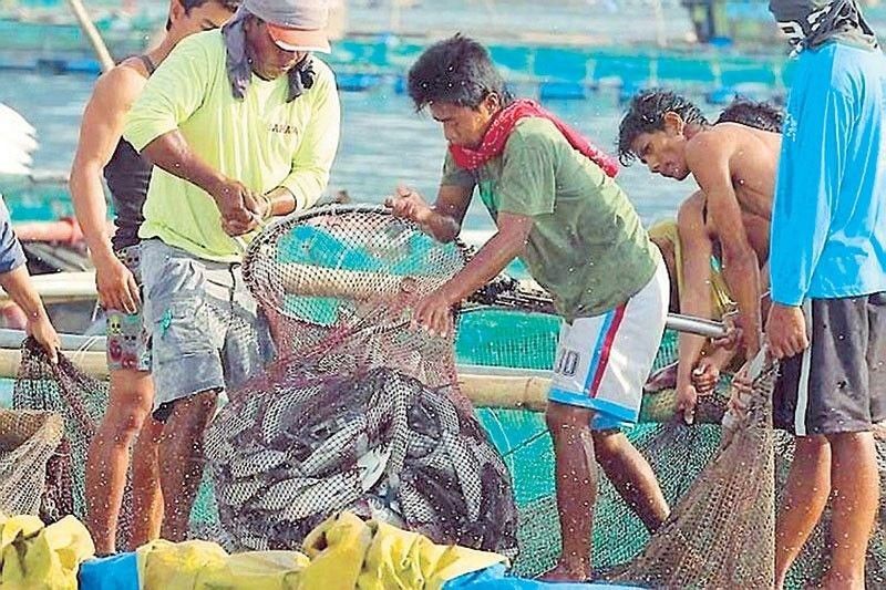 Enough sardine supply during the holidays