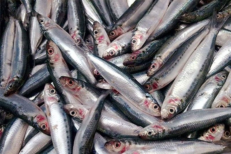 BFAR: âSardines phenomenonâ not link to looming disaster