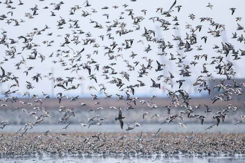 Cagayan idineklarang âbird flu-free provinceâ