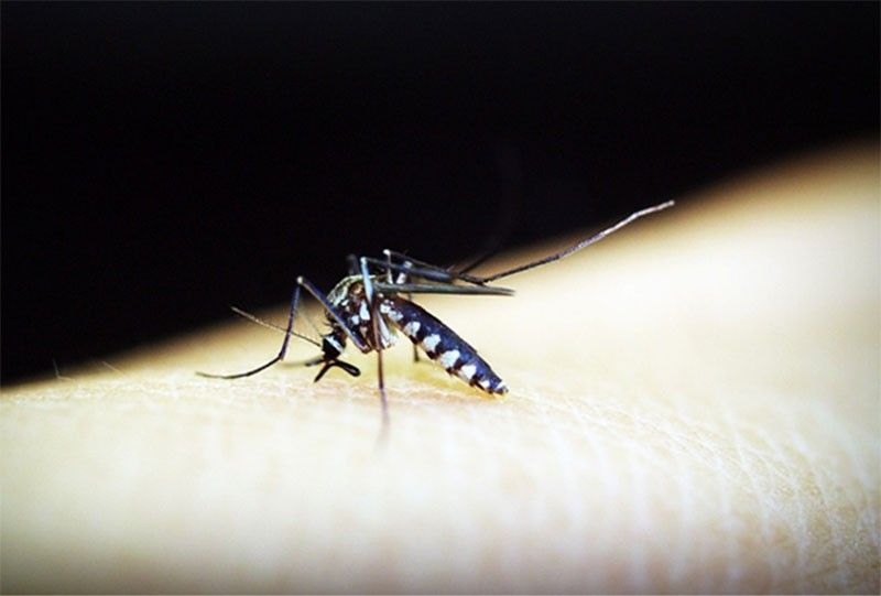 DOH records over 300,000 dengue cases