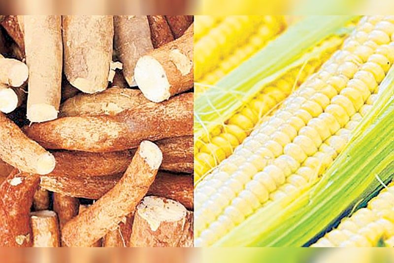 Corn, cassava self sufficiency rate to be boosted by P5.3 billion program