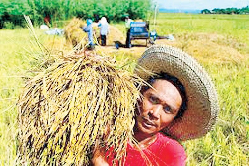 Palay harvest falls on smaller area, inclement weather in Q3