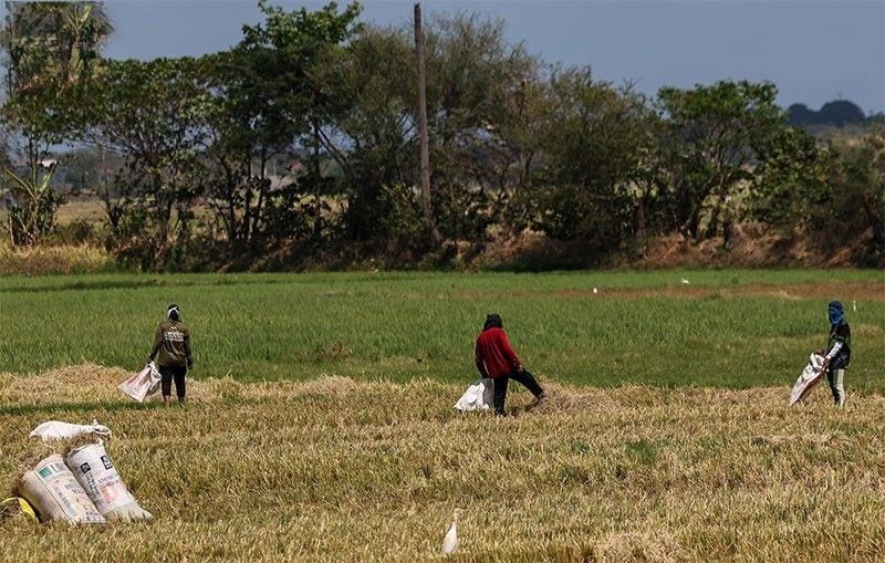 Bank lending to agriculture sector hits P1.7 trillion