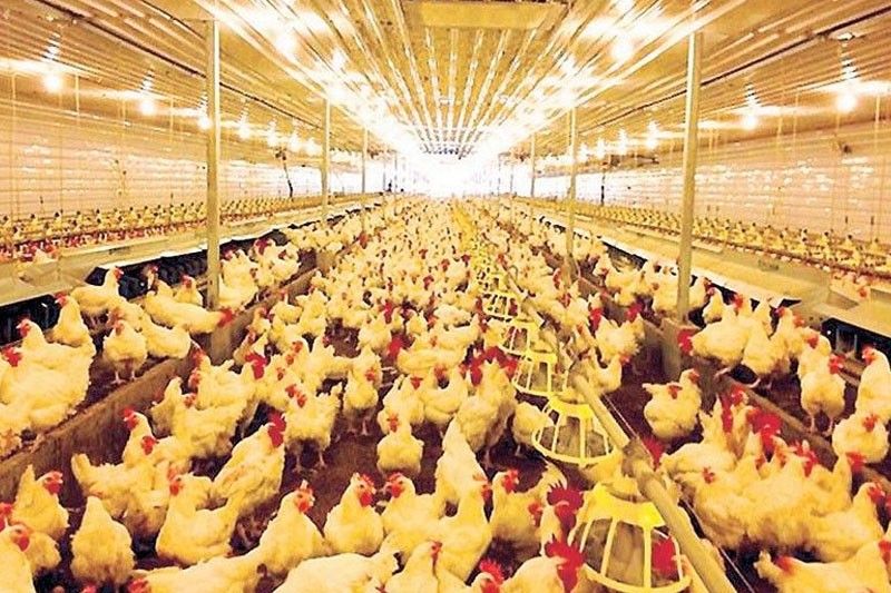 DA addressing high chicken, egg prices