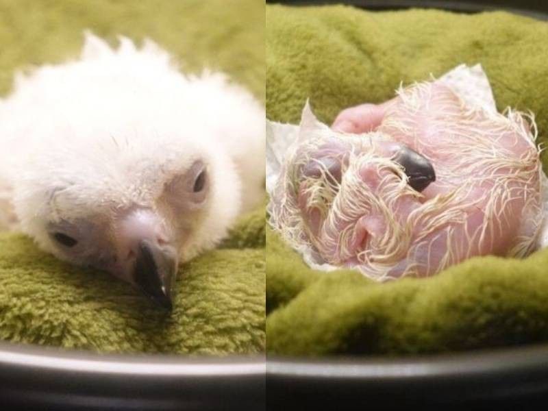 'New chapter': First Philippine eagle chick hatches at new Davao sanctuary